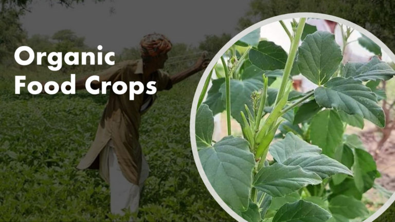 Standards of Organic Food